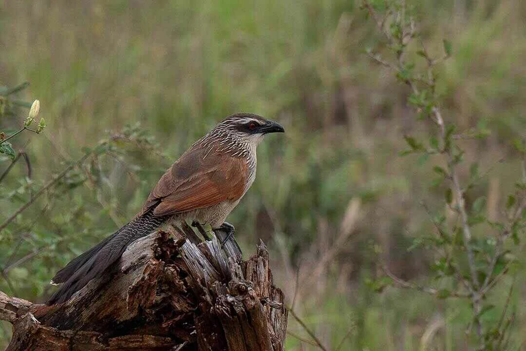 White-browed Coucal